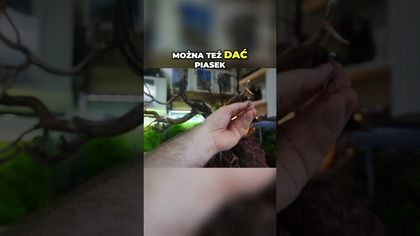 Zakrywanie spoin w akwarium.