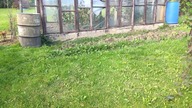 #242 Jak przygotować grządkę jesienią na zimę i nowy sezon?