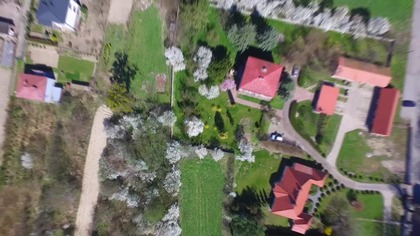 Oto są baranki młode