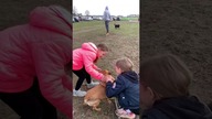 Spacer z pieskami ze schroniska Kocham Psisko 