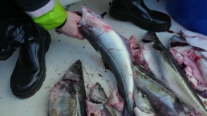 Fiordy pełne plastiku