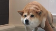 NOOOOO!!![doggo]