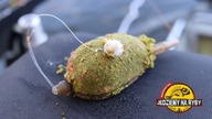 Zimna woda metoda - jesienny feeder porady