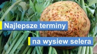  Najlepsze terminy na wysiew selera.  