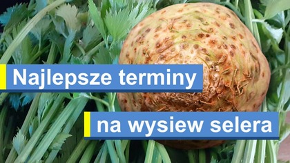  Najlepsze terminy na wysiew selera.  