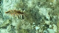 Odkrycie na dnie Adriatyku #shorts #travel #nature #ocean #drone #view #relax