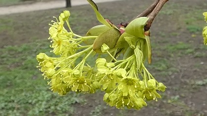 Kwitnący klon zwyczajny