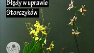 Nigdy tego nie rób swoim storczykom! Najczęściej popełniane błędy w uprawie storczyków