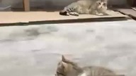 93853404 949882088781573 1741574402748316521 n