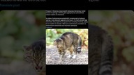 Agresywny kot #subskrybuj #news