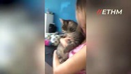 CUTE AND FUNNY CATS