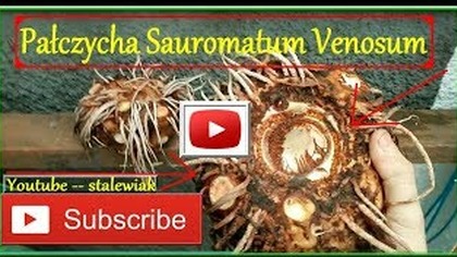 #305- Pałczycha Sauromatum Venosum.  WIELKIE Bulwy Jesienne wykopki bulw.