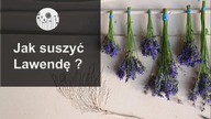 Cięcie i suszenie kwiatów lawendy. Jak ususzyć lawendę?