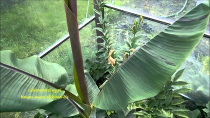 105.  Banan Musa sikkimensis Red Tiger.  Cz. 1