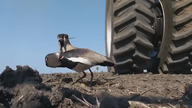 Czajka chroni swoje jaja przed traktorem