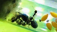 Messor barbarus  rójki 2024 już z robotnicami  #wildlife #nature #animals #ants #hodowla #travel