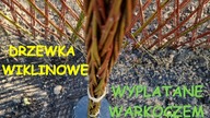 DRZEWKO WIKLINOWE WYPLATANE WARKOCZEM / PLENER Z WIKLINĄ