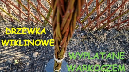 DRZEWKO WIKLINOWE WYPLATANE WARKOCZEM / PLENER Z WIKLINĄ