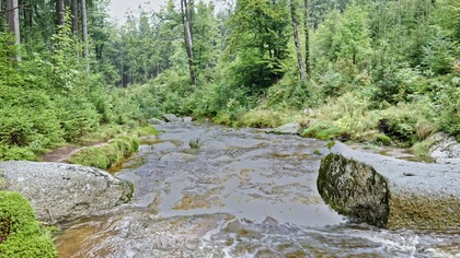 Sounds of a Mountain River in a Green Forest | Water White Noise for Study, Sleep & Stress Relief
