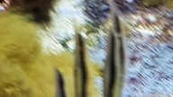 Co to za ryby? (What kind of fish are these?) #ZooWarszawa