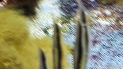 Co to za ryby? (What kind of fish are these?) #ZooWarszawa