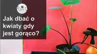 Jak dbać o kwiaty gdy jest gorąco? Podsatwowe zabiegi pielęgnacyjne przy upałach.