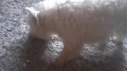 Dźwięk Jak Pies Je Jabłko (AI Upscale 4K 60FPS)