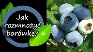 Jak szybko rozmnożyć borówkę.
