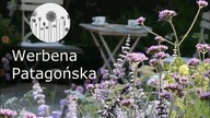 Werbena patagońska. Długokwitnący kwiat jednoroczny. Uprawa, pielęgnacja, wymagania, zastosowanie