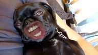 WOOF!