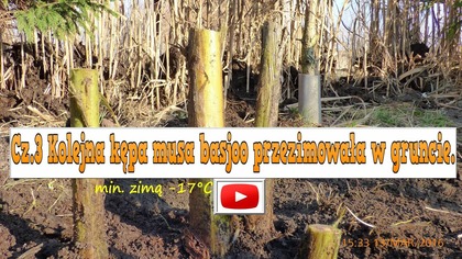 128.  Cz. 3 Kolejny musa basjoo zimowany w gruncie , odkrywanie 13 03 2016 musa basjoo wintering