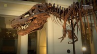 T. Rex. An. Evolutionary. Journey. 2019.pl. 1080i. HDTV. H264-B89