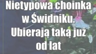 Nietypowa choinka w Świdniku.  Ubierają taką już od lat