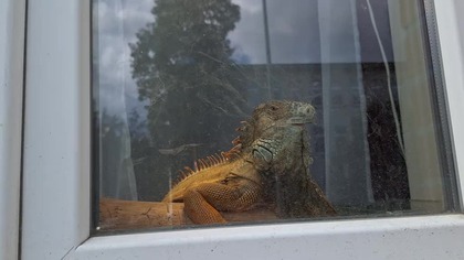 Iguana Theatrum Illuminatum