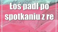 Łoś padł po spotkaniu z renault
