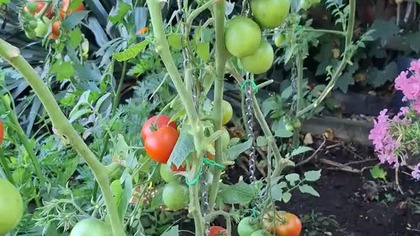 Pomidory w Garden kuRaż