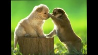 nice little dogs # ładne małe pieski