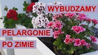  Wybudzamy pelargonie po zimie.  
