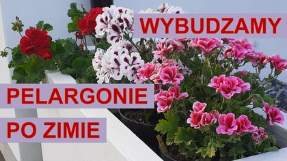  Wybudzamy pelargonie po zimie.  