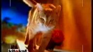 Jedzenie dla kotów Kitekat - spot reklamowy