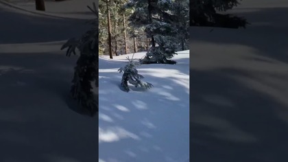 Magiczna podróż orczykiem przez zaśnieżony las 