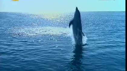 Trójkąt Bermudzki 1996 lektor pl