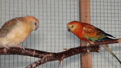Papugi świergotki orange a inne odgłosy ptaków.  Cz nr1.
