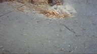 Krwawa rzeka 1967 napisy pl