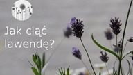 Jak i kiedy przycinamy lawendę? Cięcie pielęgnacyjne lawendy