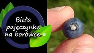 Białe coś na borówce.  Co to?