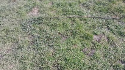 Znajdziecie dłuższy patyk?