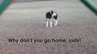 Husky nie zamierza iść do domu