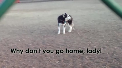 Husky nie zamierza iść do domu