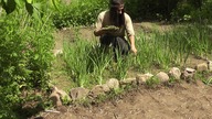 Grządka (6/10) - Zrywanie szczypiorku